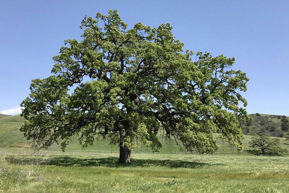 A large oak tree on a field of grass against blue sky